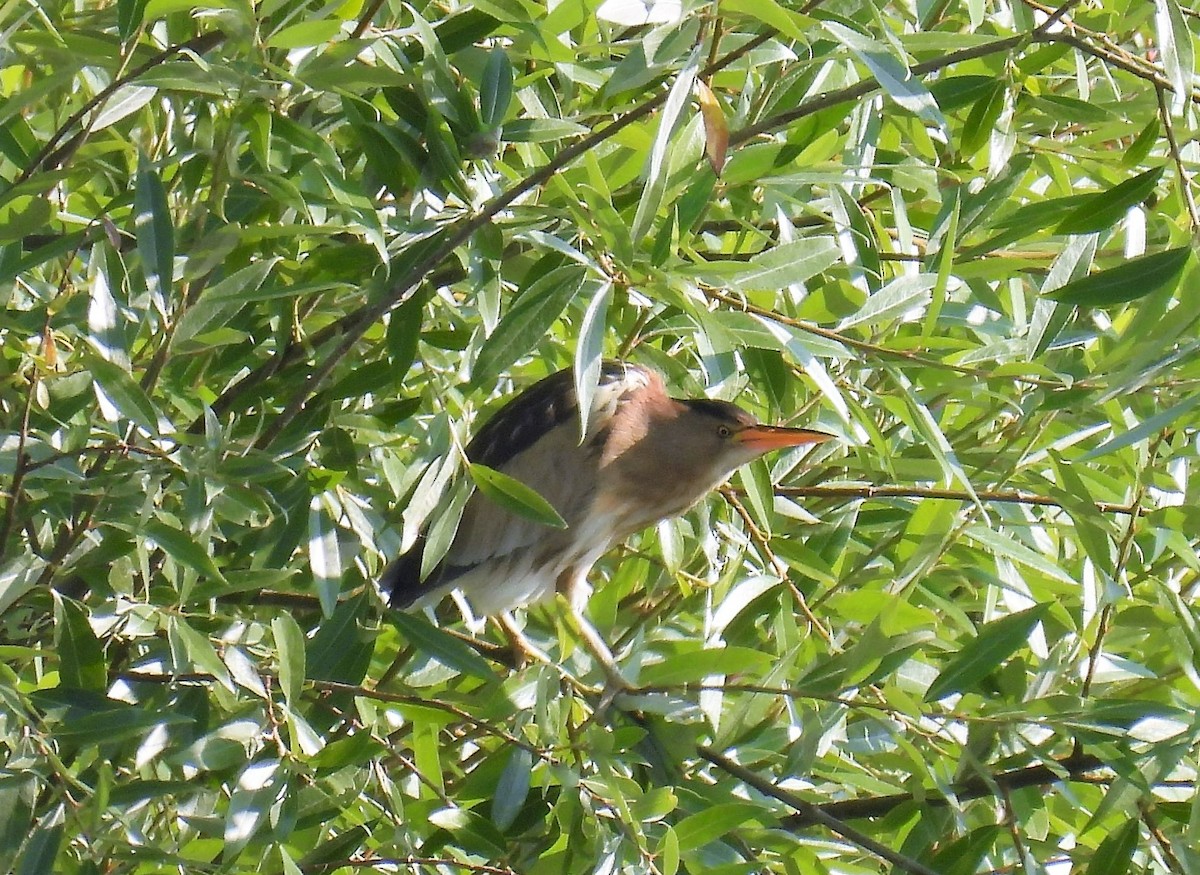 Little Bittern - ML595710911