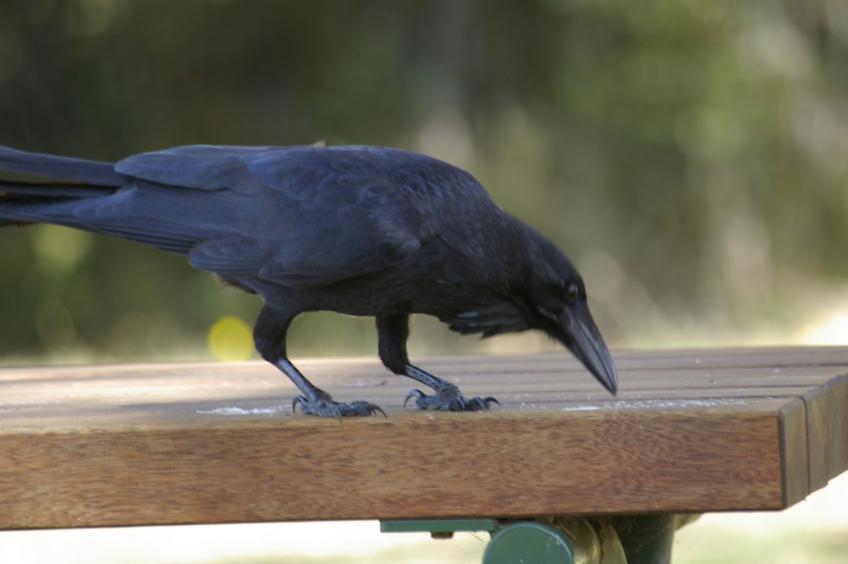 Australian Raven - Lyn Boorman