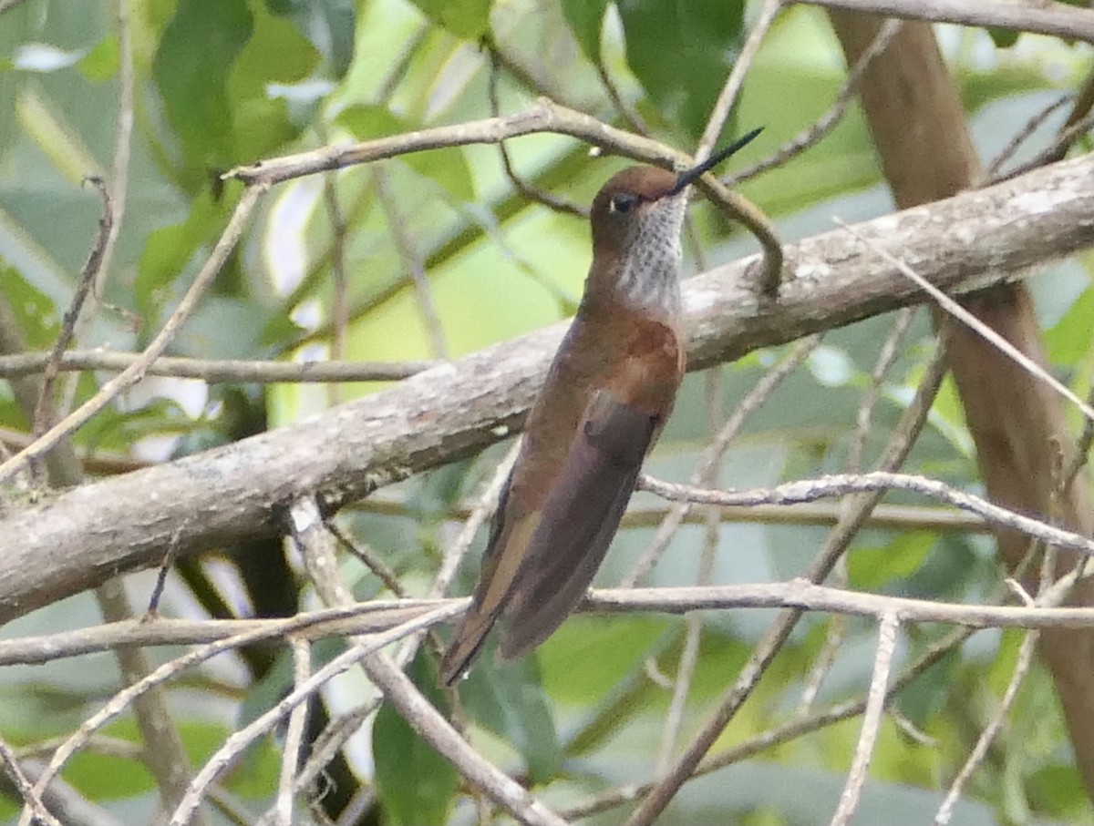 Bronzekolibri - ML595712351