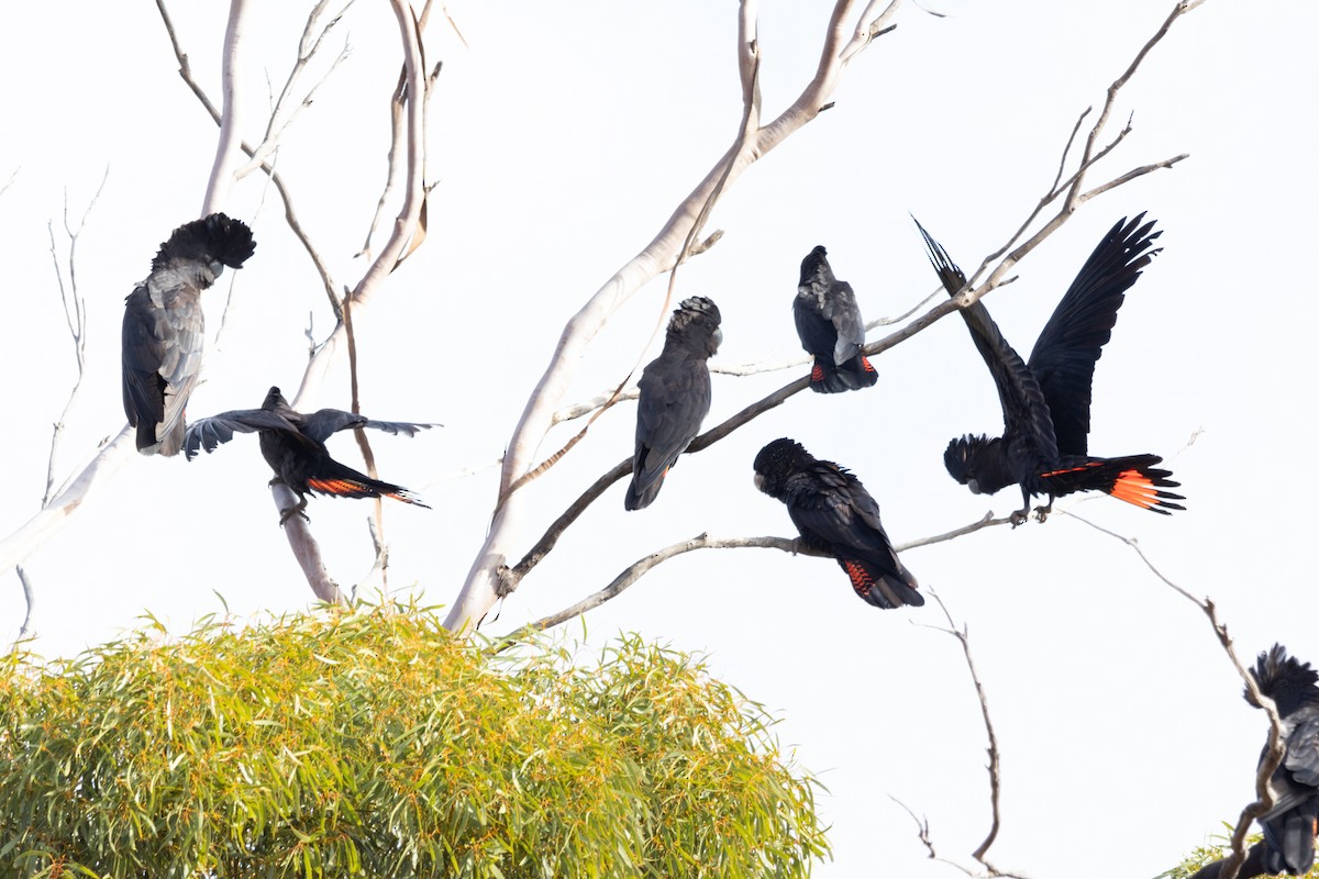 Red-tailed Black-Cockatoo - ML595712711