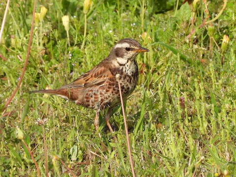 Dusky x Naumann's Thrush (hybrid) - Turdus eunomus x