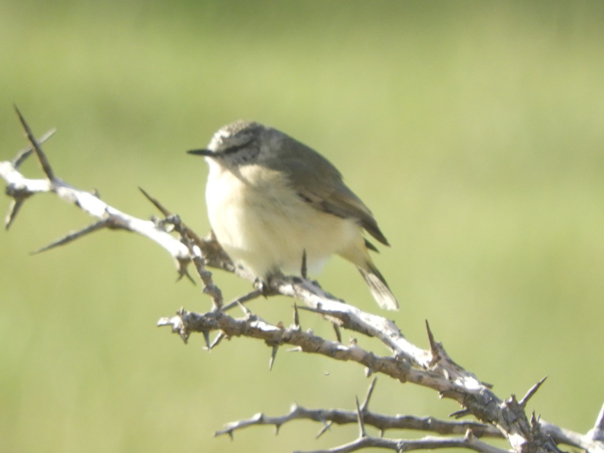 Yellow-rumped Thornbill - ML595714931