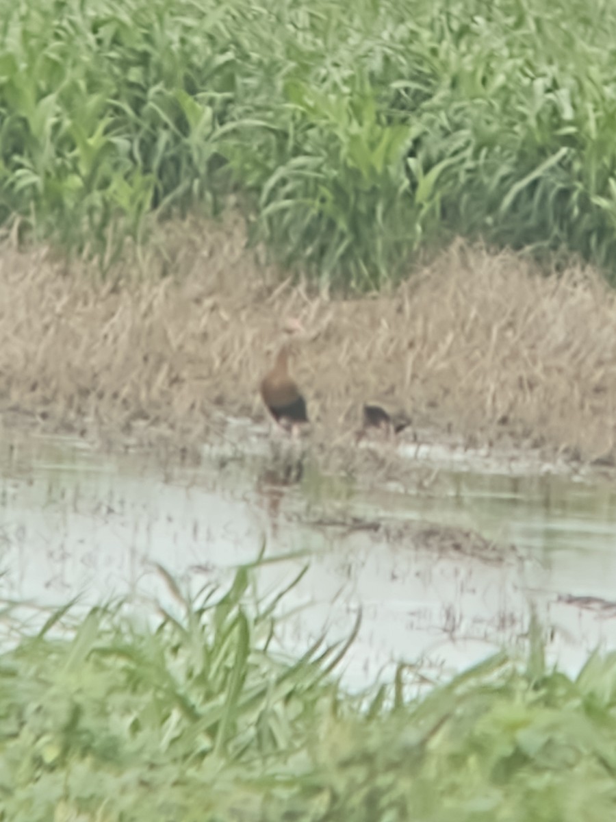Black-bellied Whistling-Duck - ML595715381