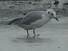 Bonaparte's Gull - ML595715551