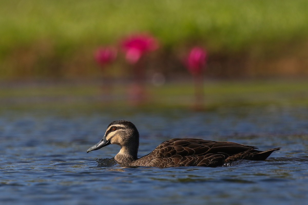 Canard à sourcils - ML595717431