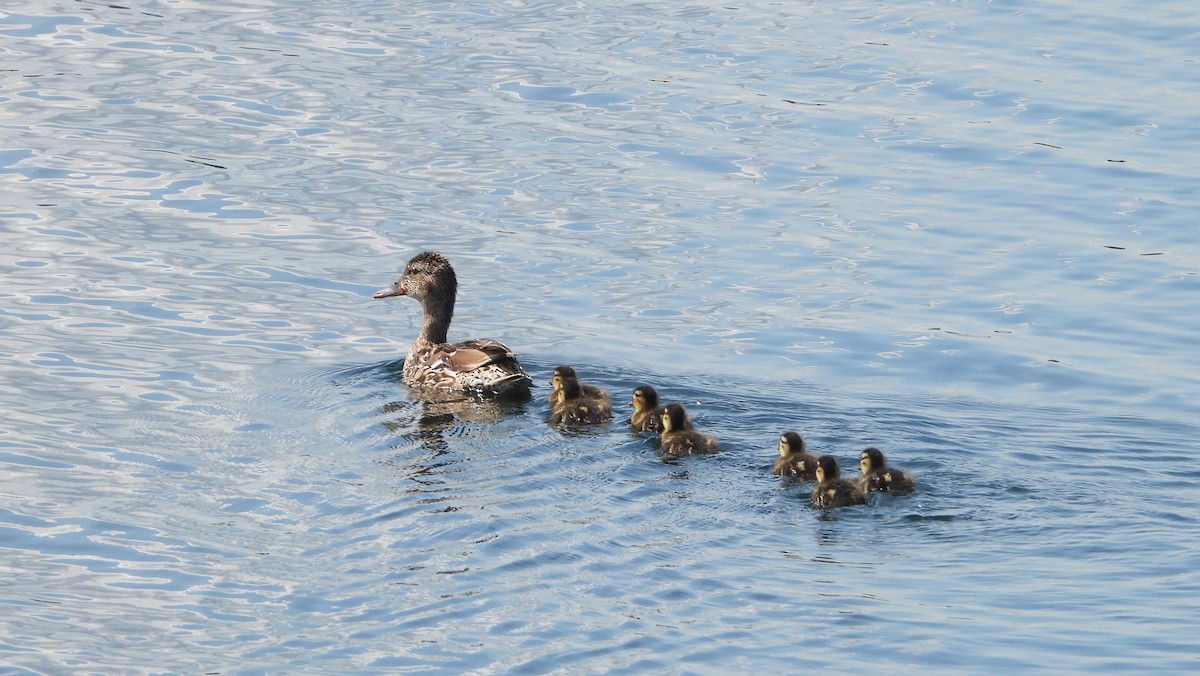 Canard colvert - ML595717721