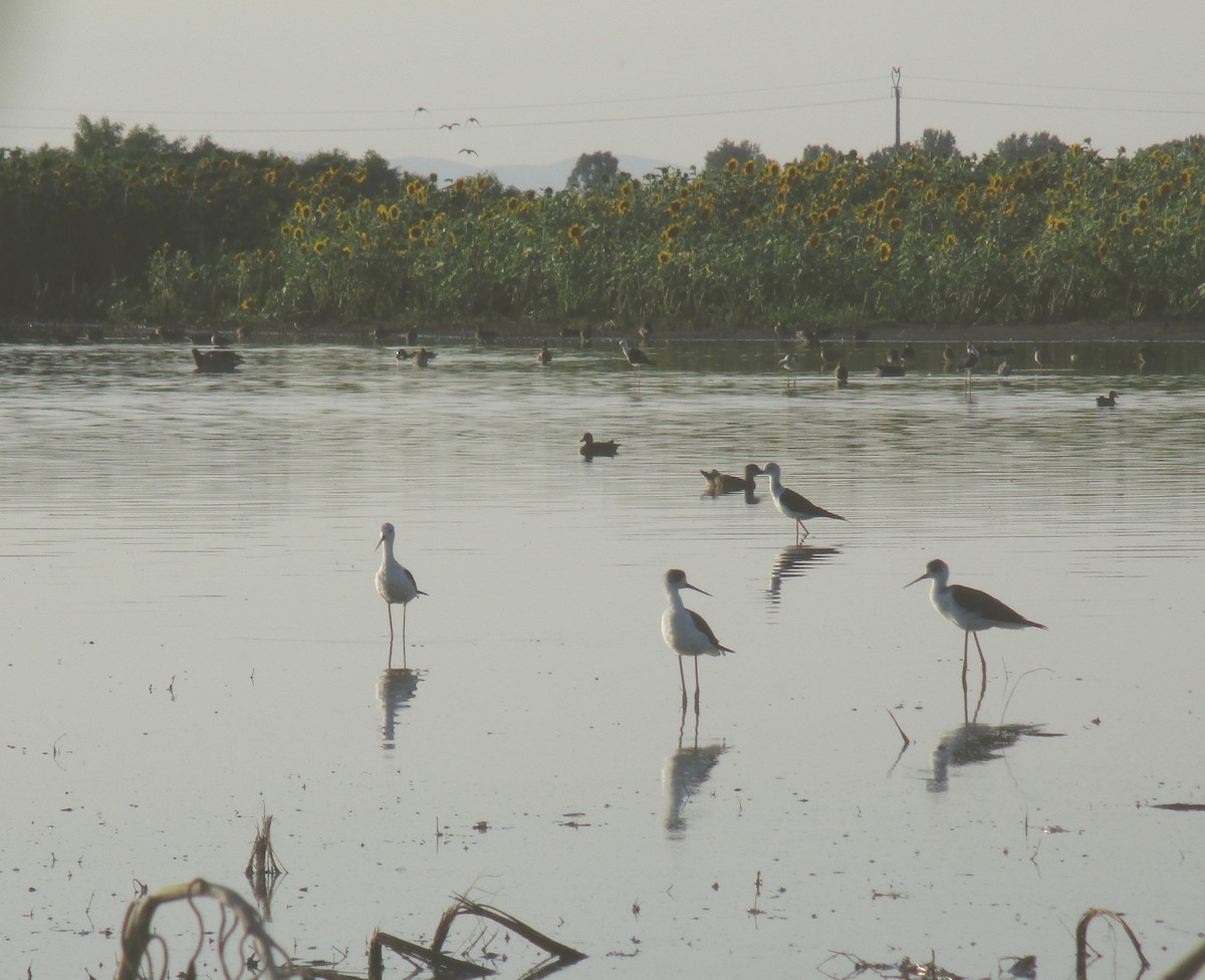 Black-winged Stilt - ML595717991