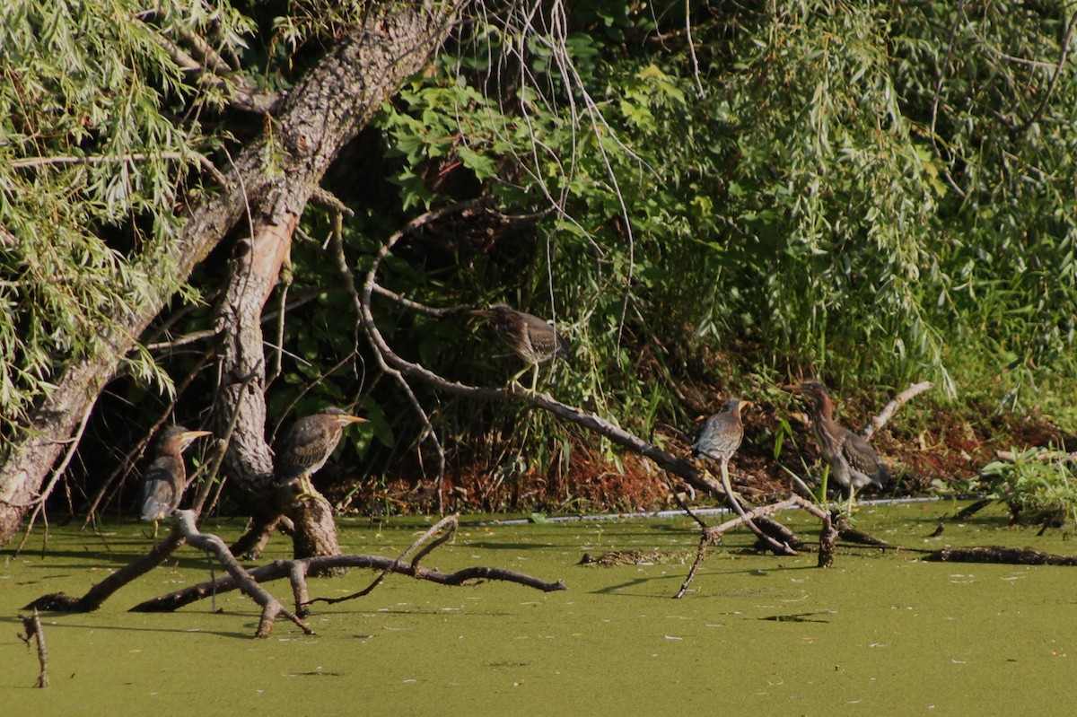 Green Heron - ML595718431