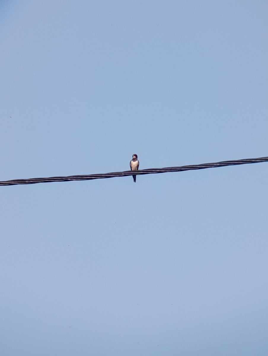 Barn Swallow - ML595719831