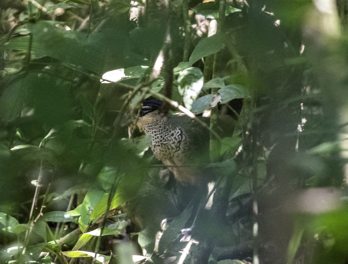 Scaled Ground-Cuckoo - ML595720081