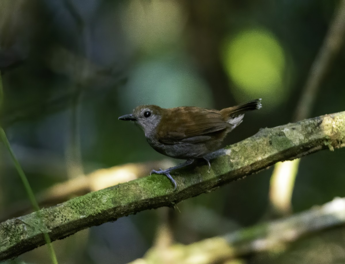 Xingu Scale-backed Antbird - Anderson  Sandro