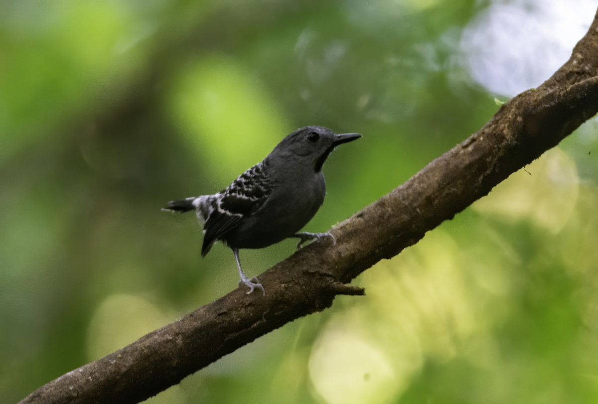 Xingu Scale-backed Antbird - ML595720171