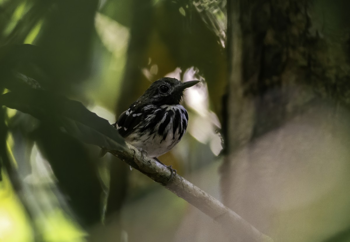 Dot-backed Antbird - Anderson  Sandro