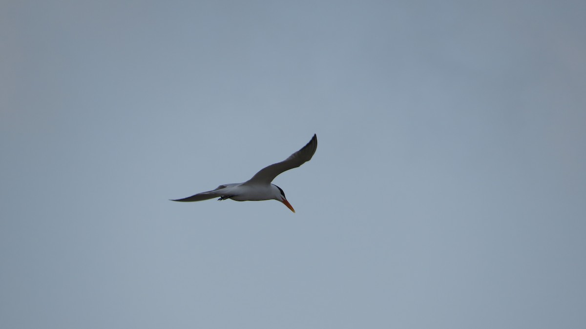 large tern sp. - ML595720671