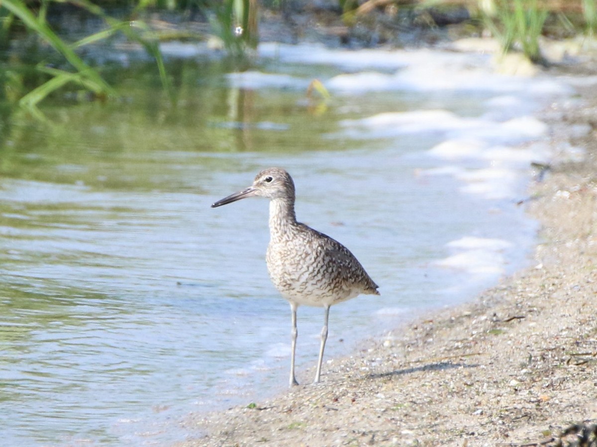 Willet - ML595721191