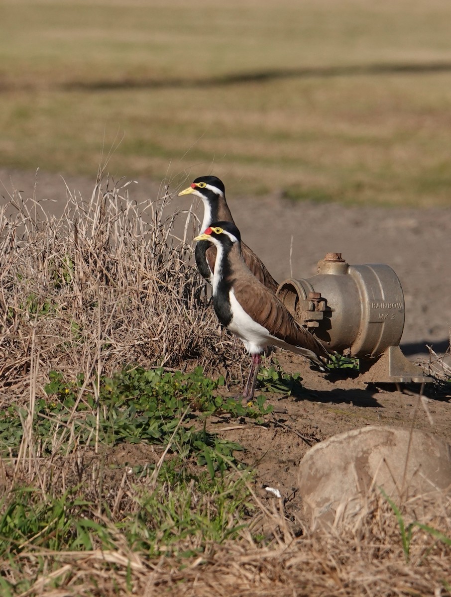 Banded Lapwing - ML595722421