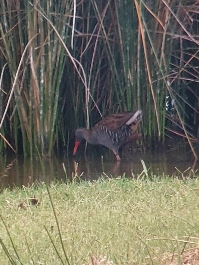 Water Rail - ML595722511