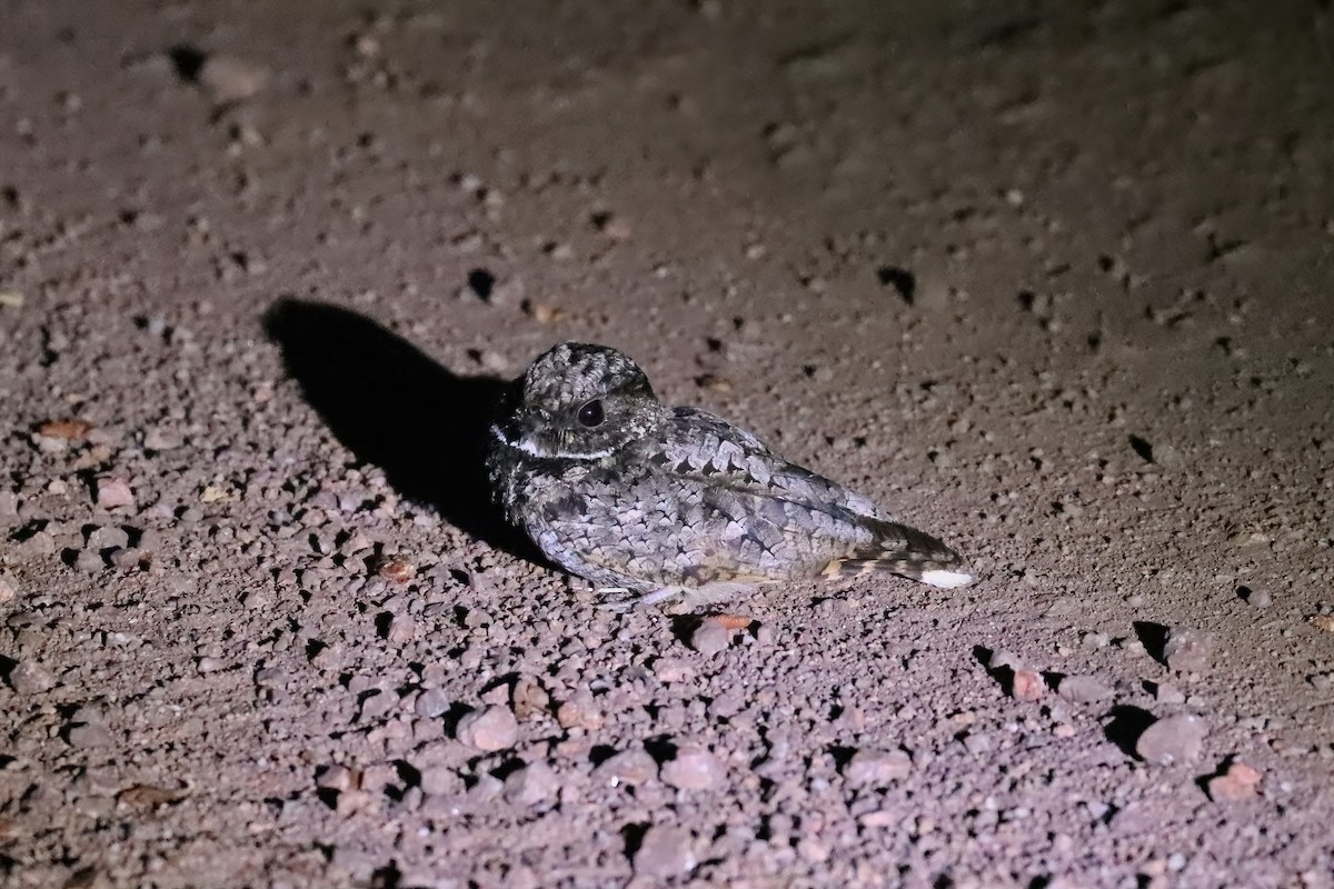 Common Poorwill - Adrian Lakin