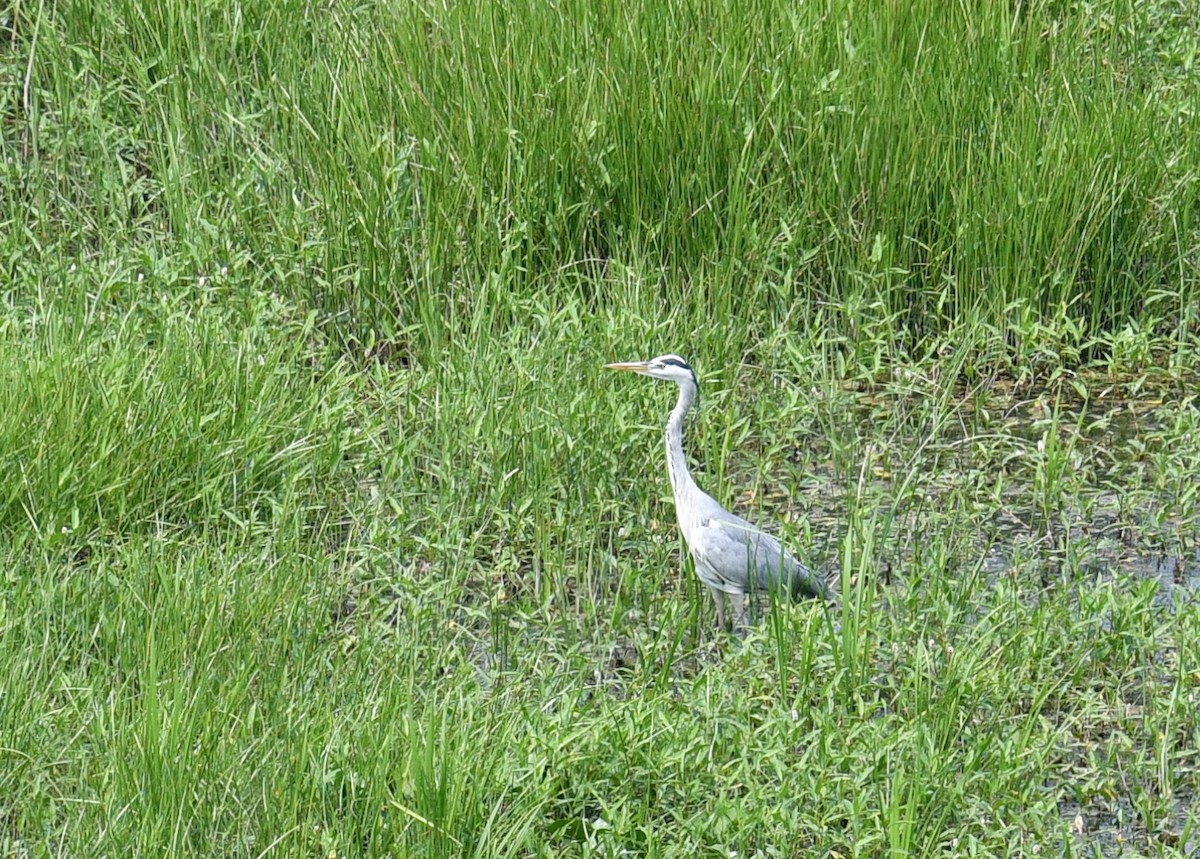 Gray Heron - Gary Yoder