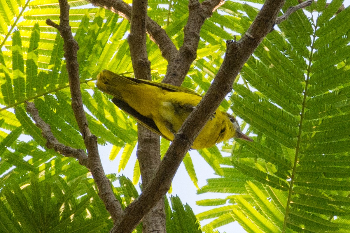White-lored Oriole - ML595723791