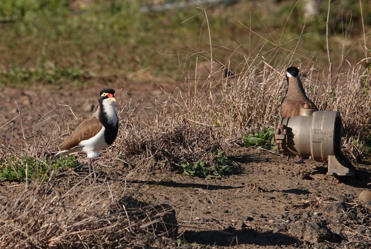 Banded Lapwing - ML595724851