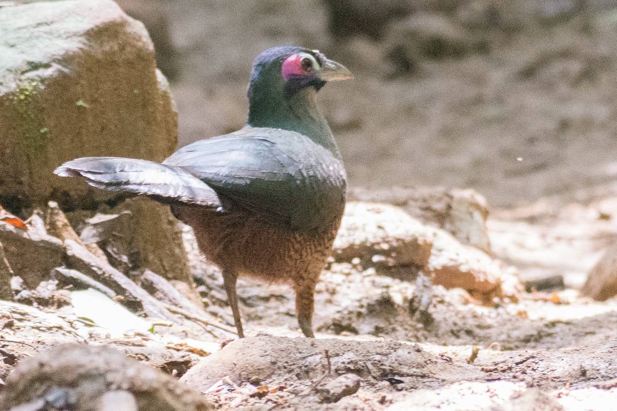 Sumatran Ground-Cuckoo - ML595724881