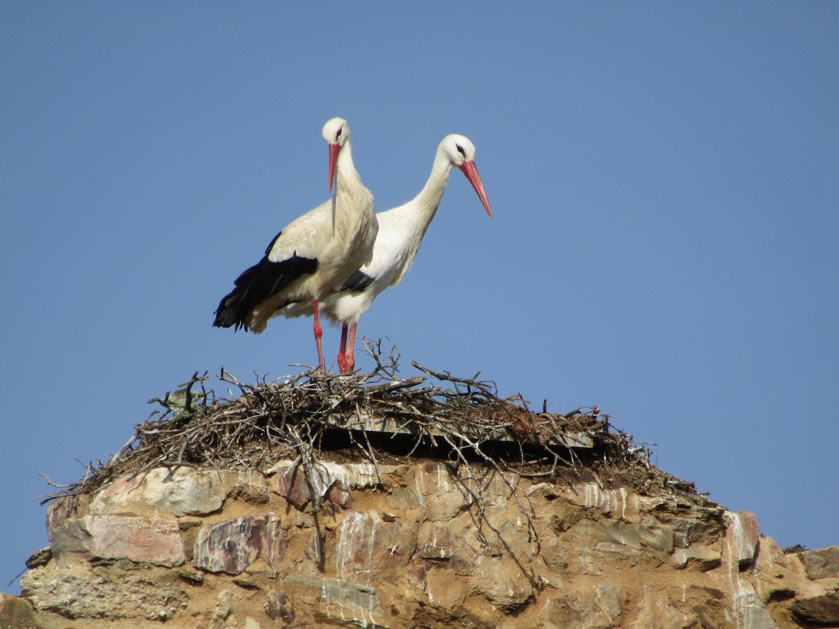 White Stork - ML595724991