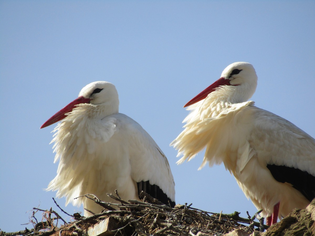 White Stork - ML595725001