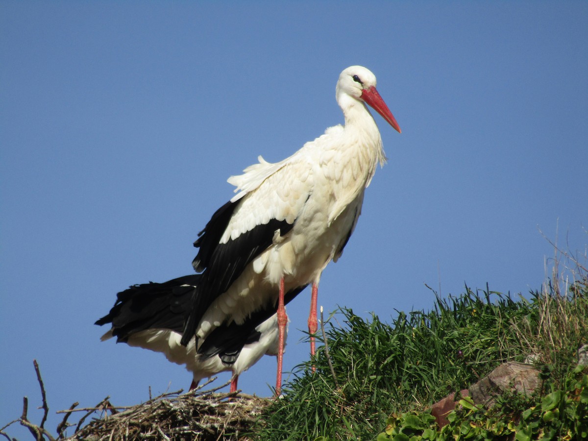 White Stork - ML595725011