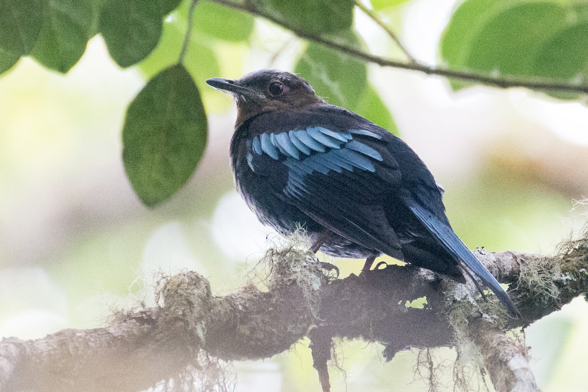 Sumatran Cochoa - ML595725151