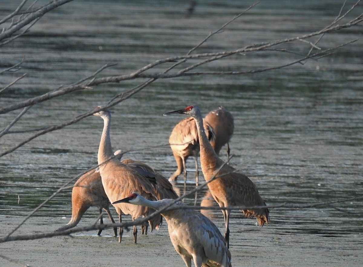 Sandhill Crane - Mike Ellery