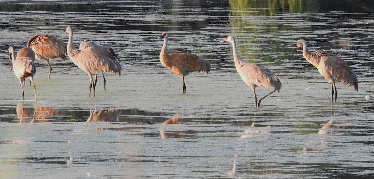 Sandhill Crane - Mike Ellery