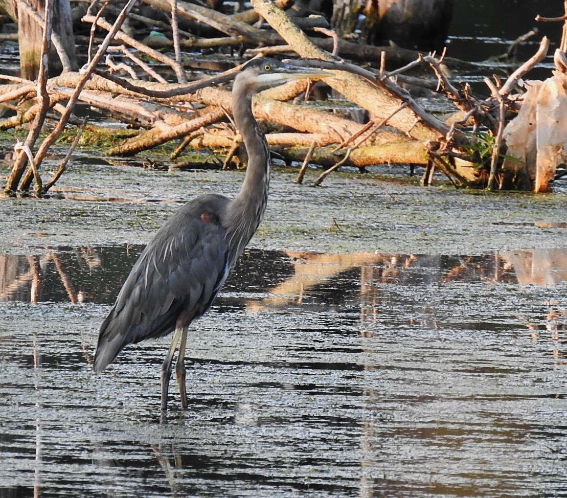 Great Blue Heron - Mike Ellery