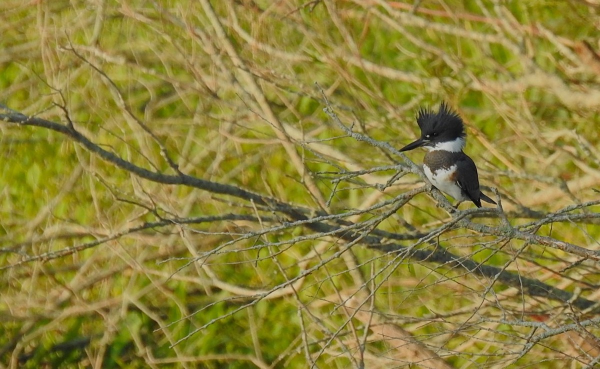 Belted Kingfisher - Mike Ellery