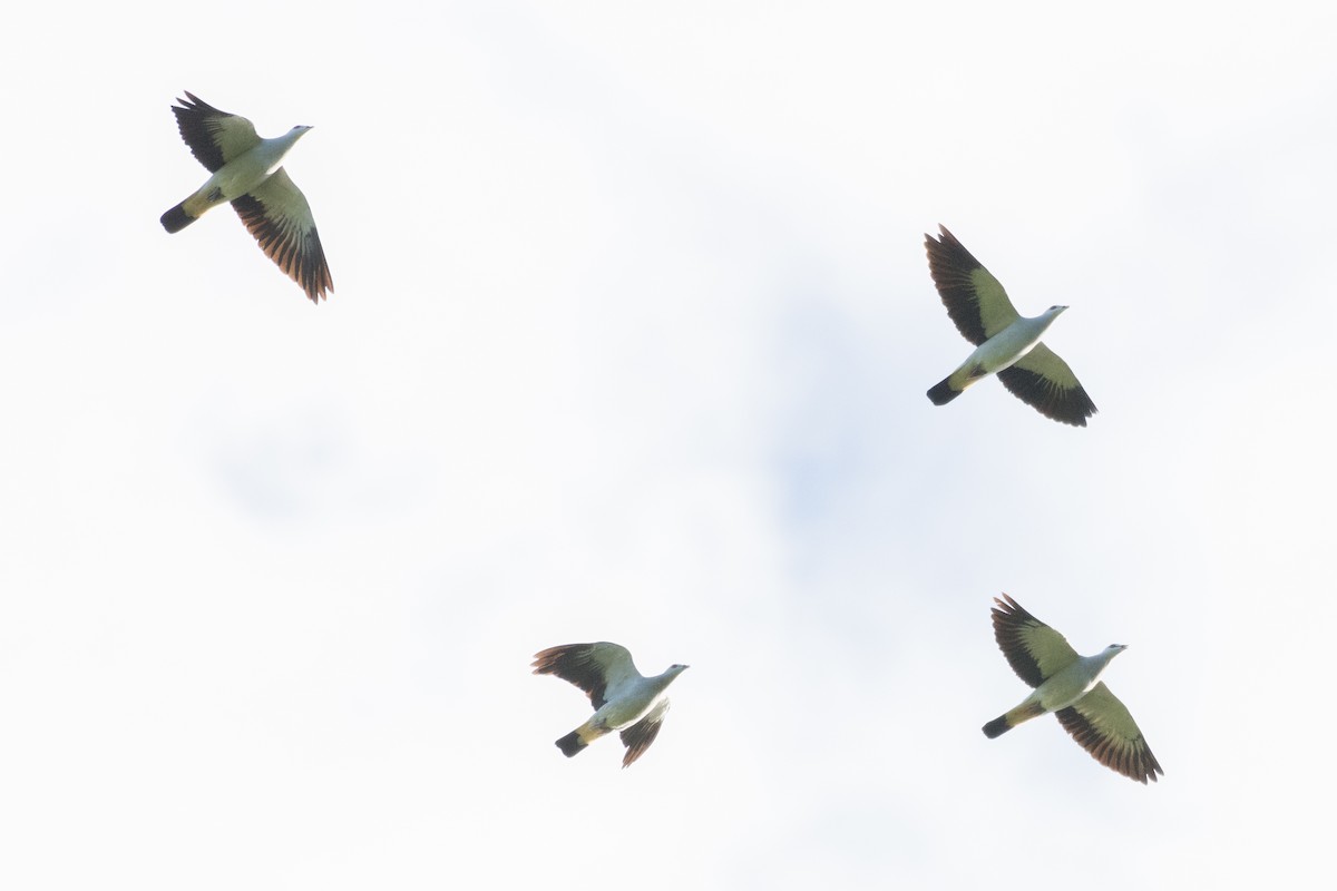 Silvery Wood-Pigeon - ML595726261