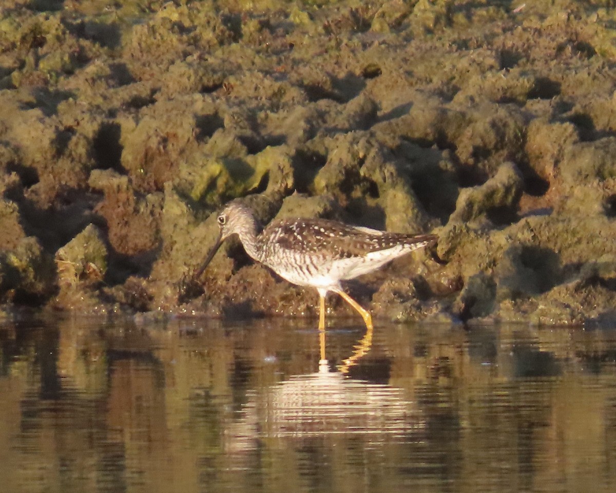 Greater Yellowlegs - ML595726691