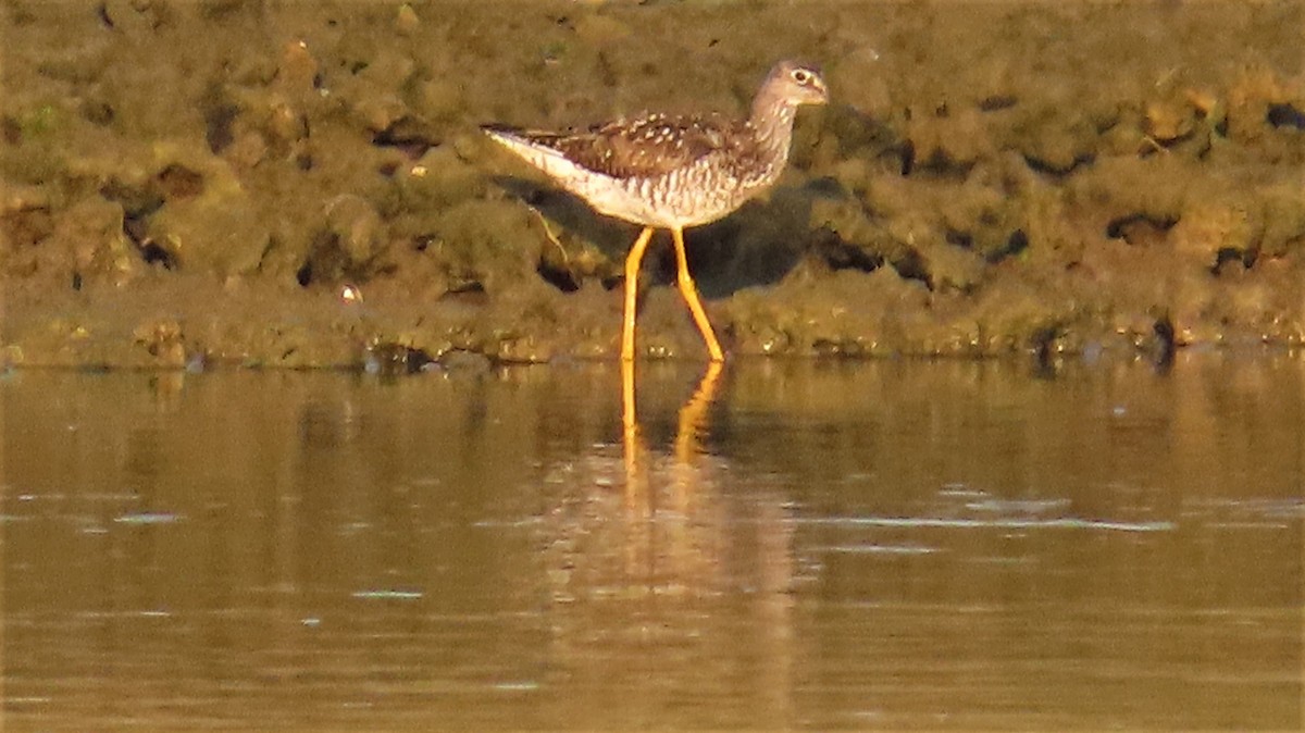 Greater Yellowlegs - ML595726951