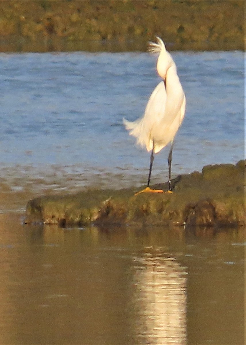 Snowy Egret - ML595727361