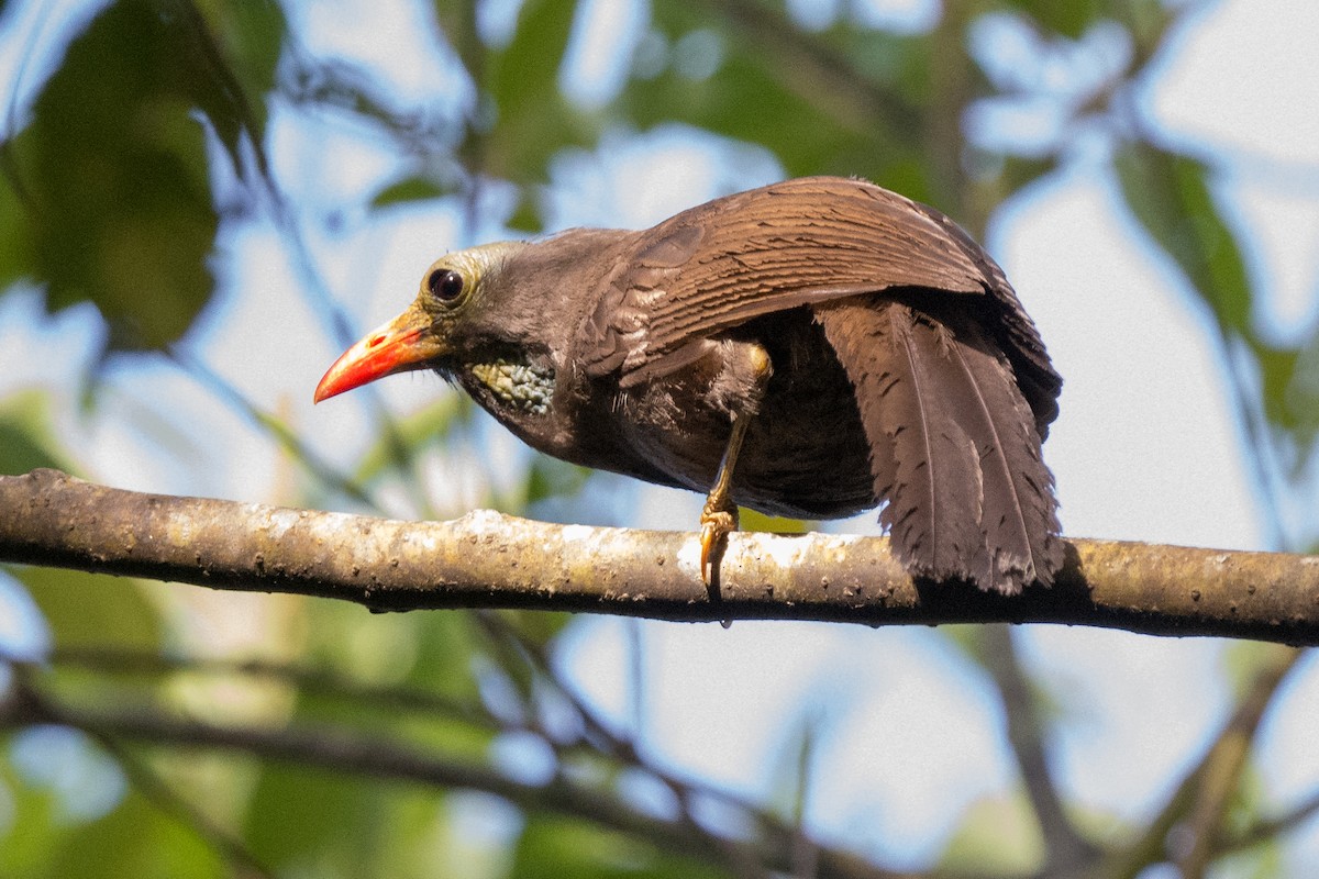 Bare-headed Laughingthrush - ML595728001