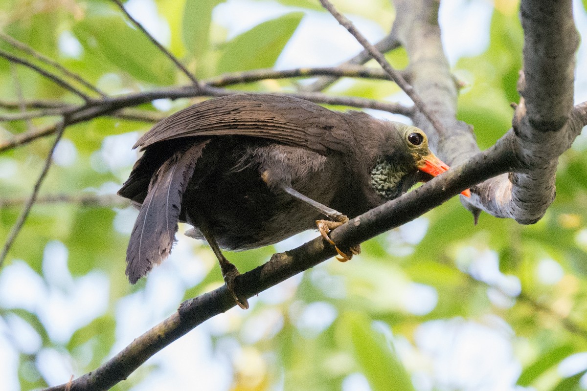 Bare-headed Laughingthrush - ML595728011