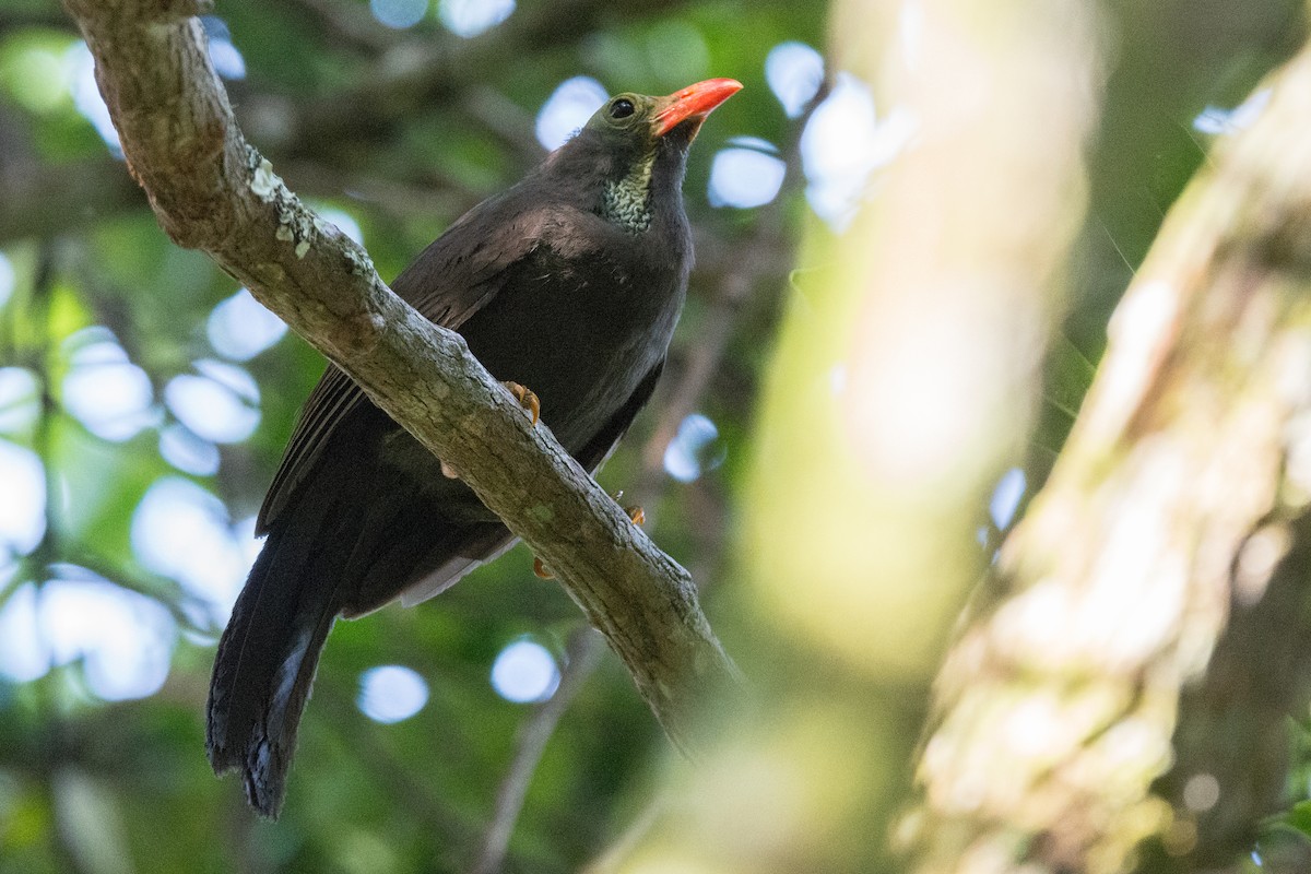 Bare-headed Laughingthrush - ML595728021