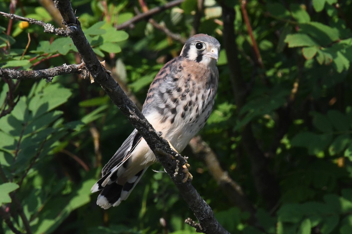 American Kestrel - ML595729311