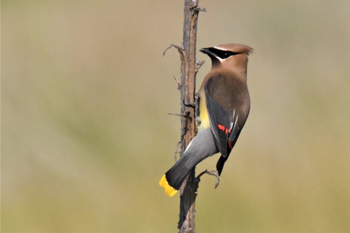 Cedar Waxwing - ML595729461