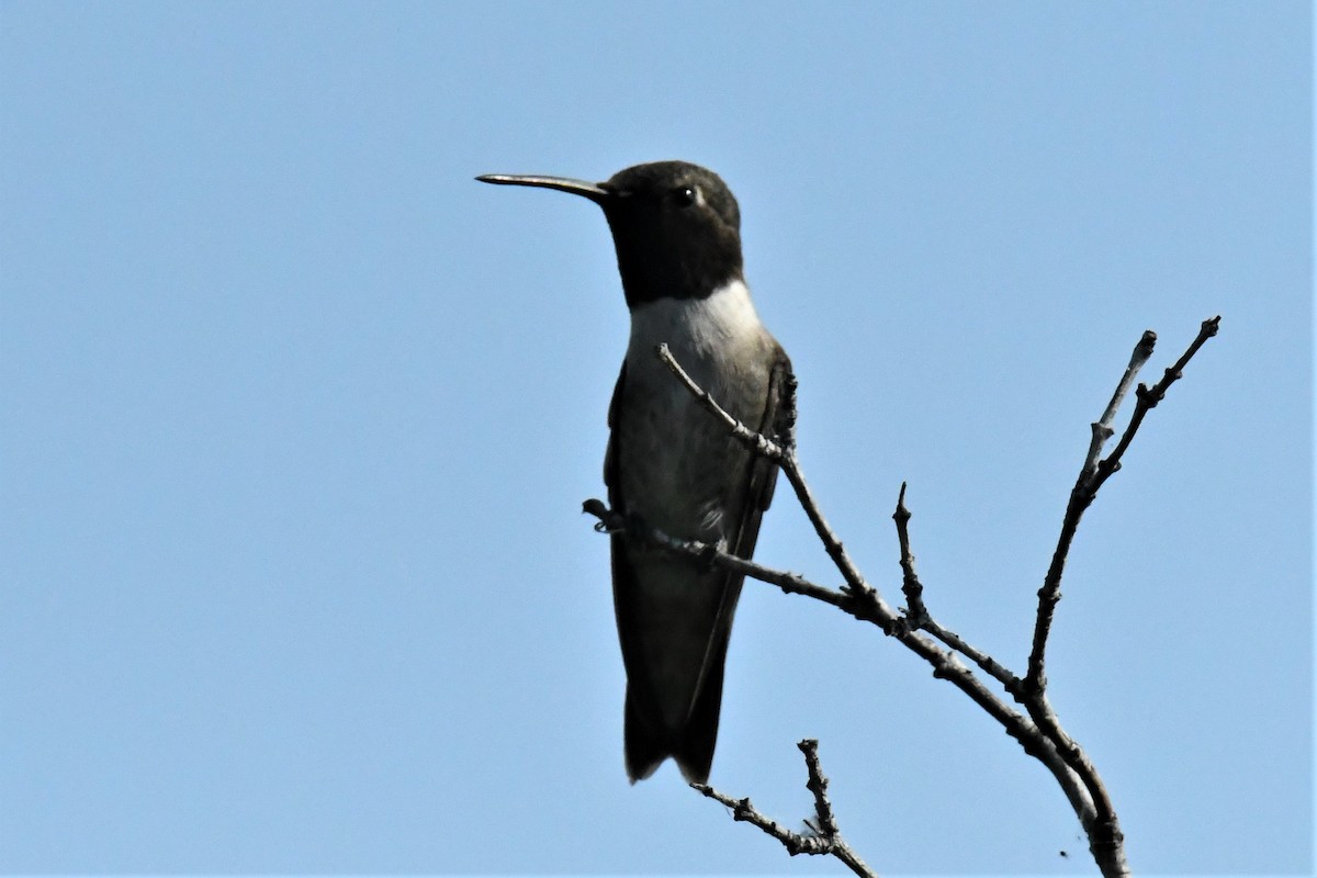 Black-chinned Hummingbird - ML595729621