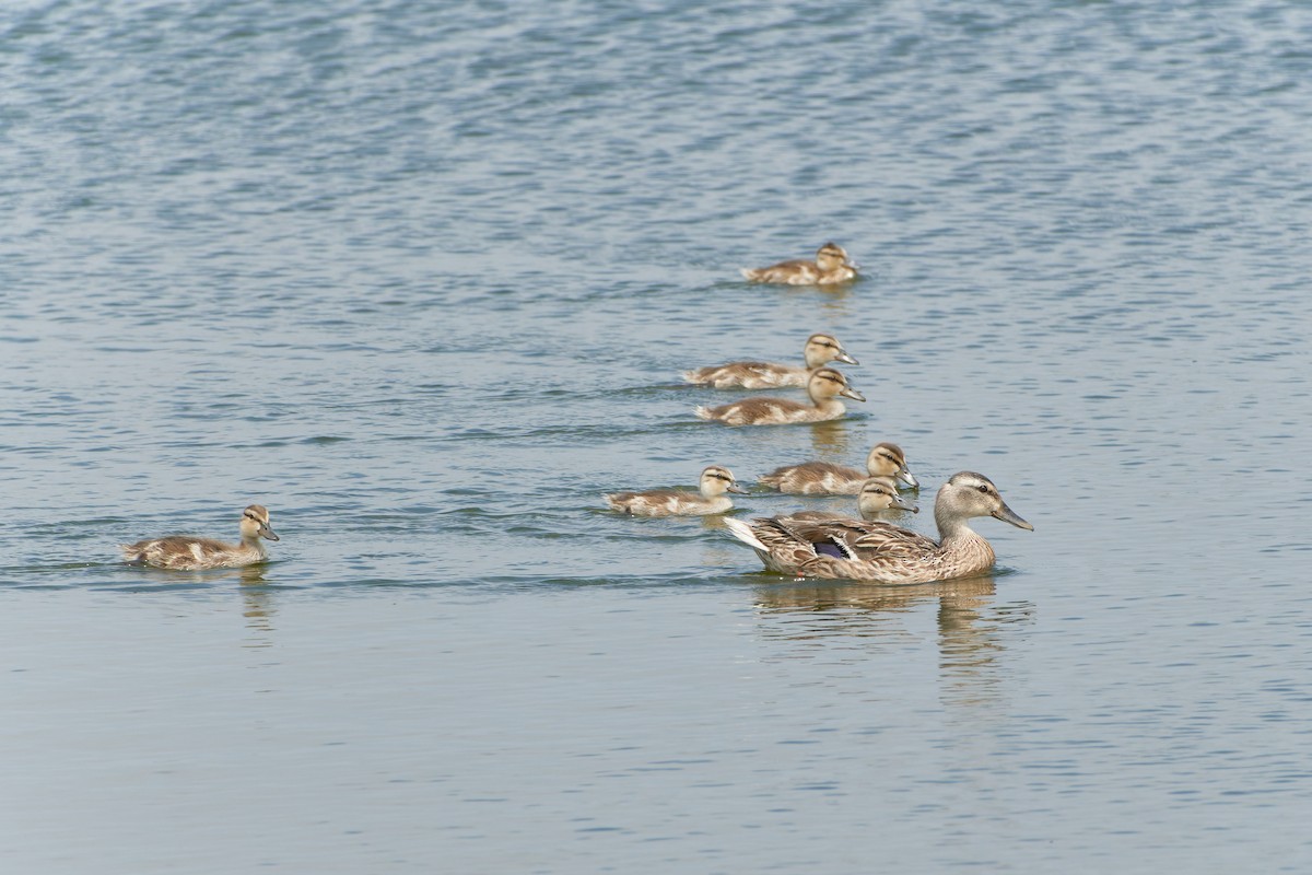 Mallard - ML595730561