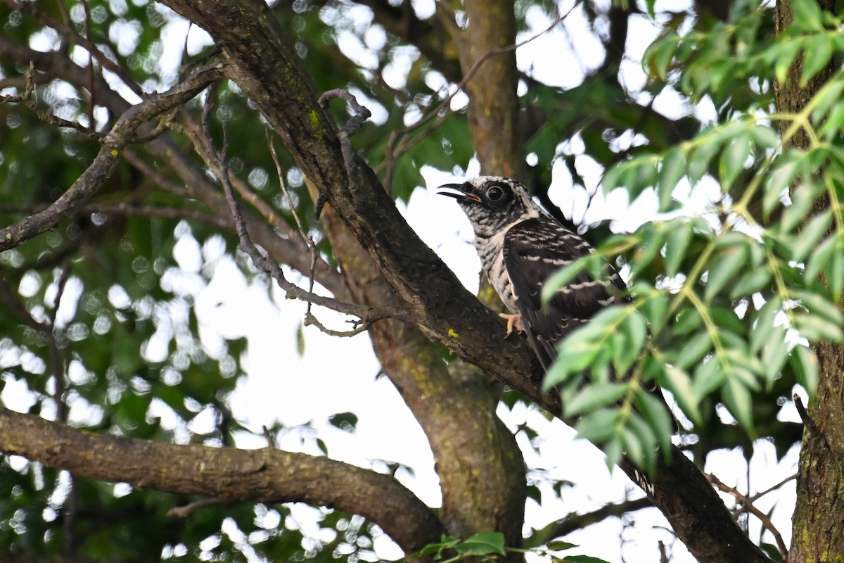 Indian Cuckoo - ML595732171