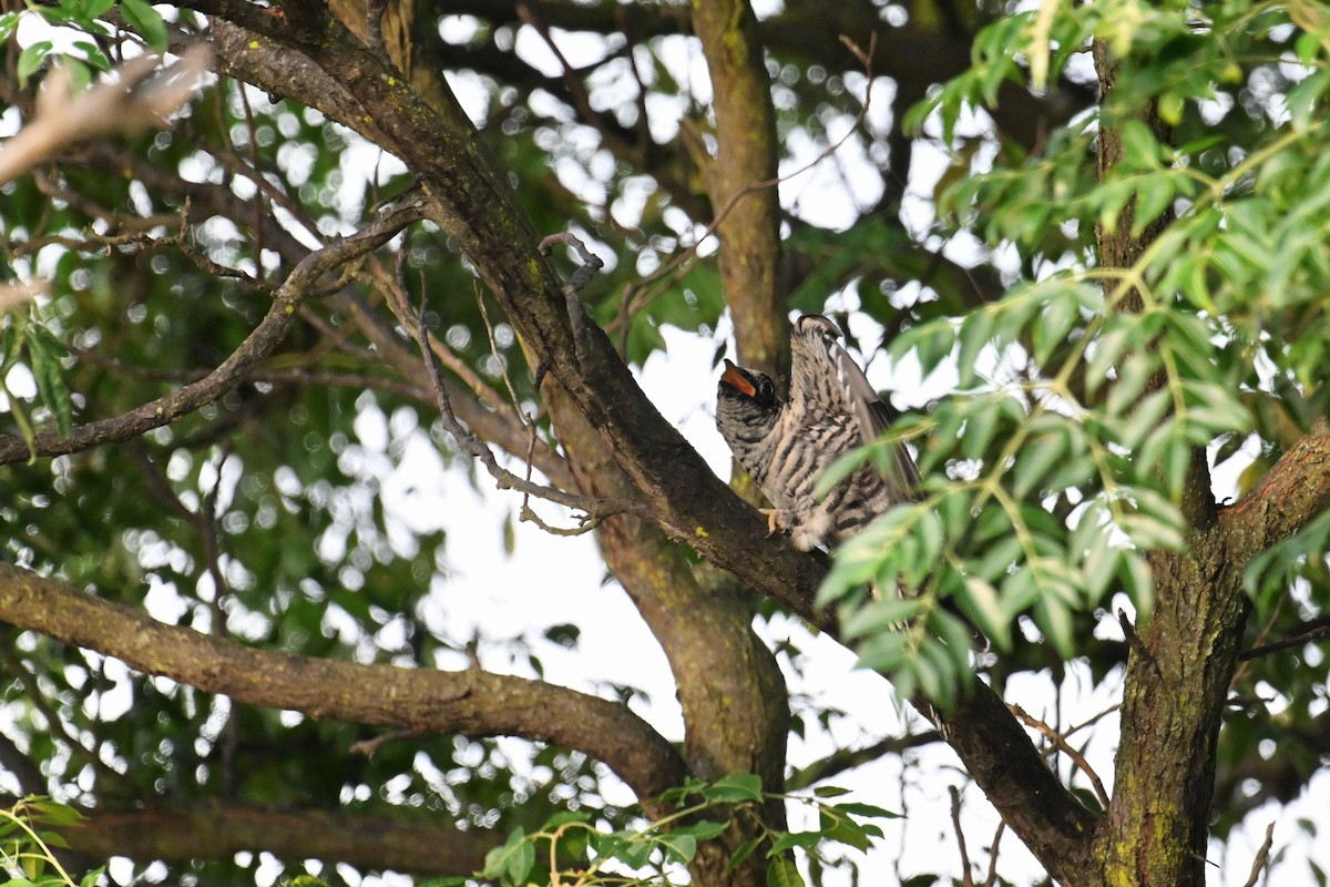 Indian Cuckoo - ML595732211