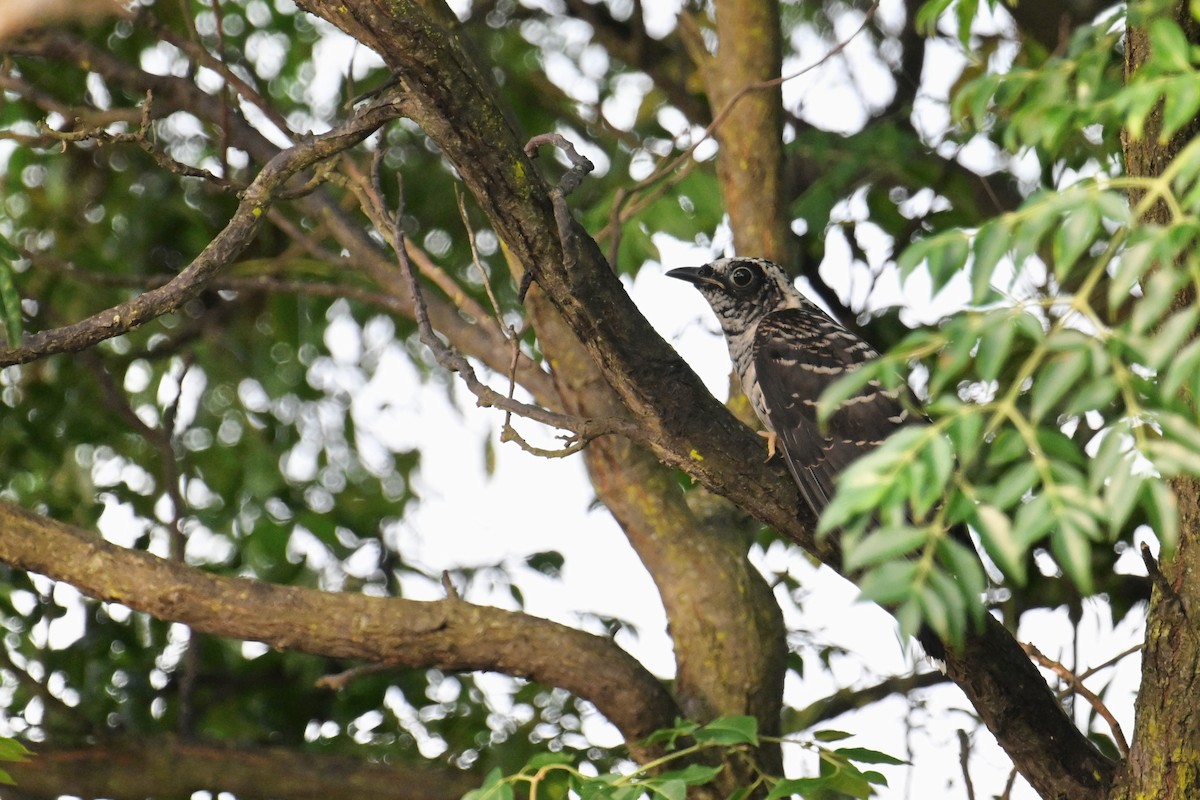 Indian Cuckoo - ML595732221