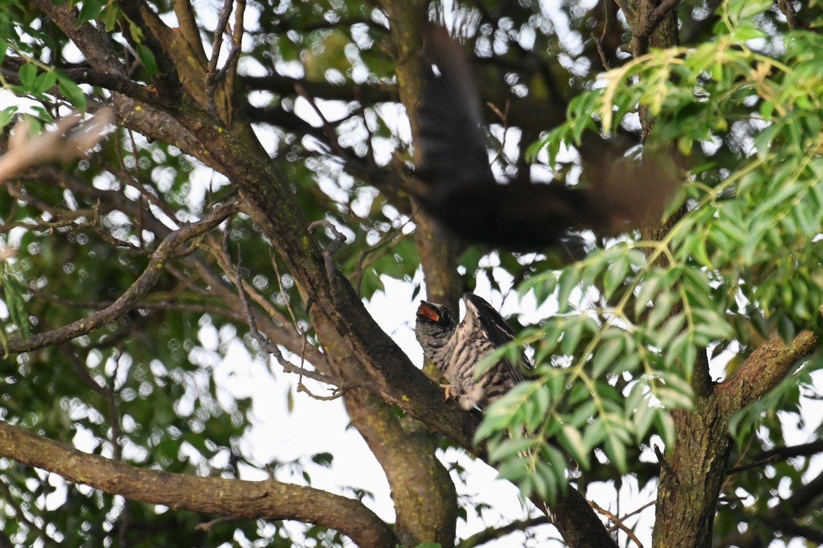 Indian Cuckoo - ML595732231