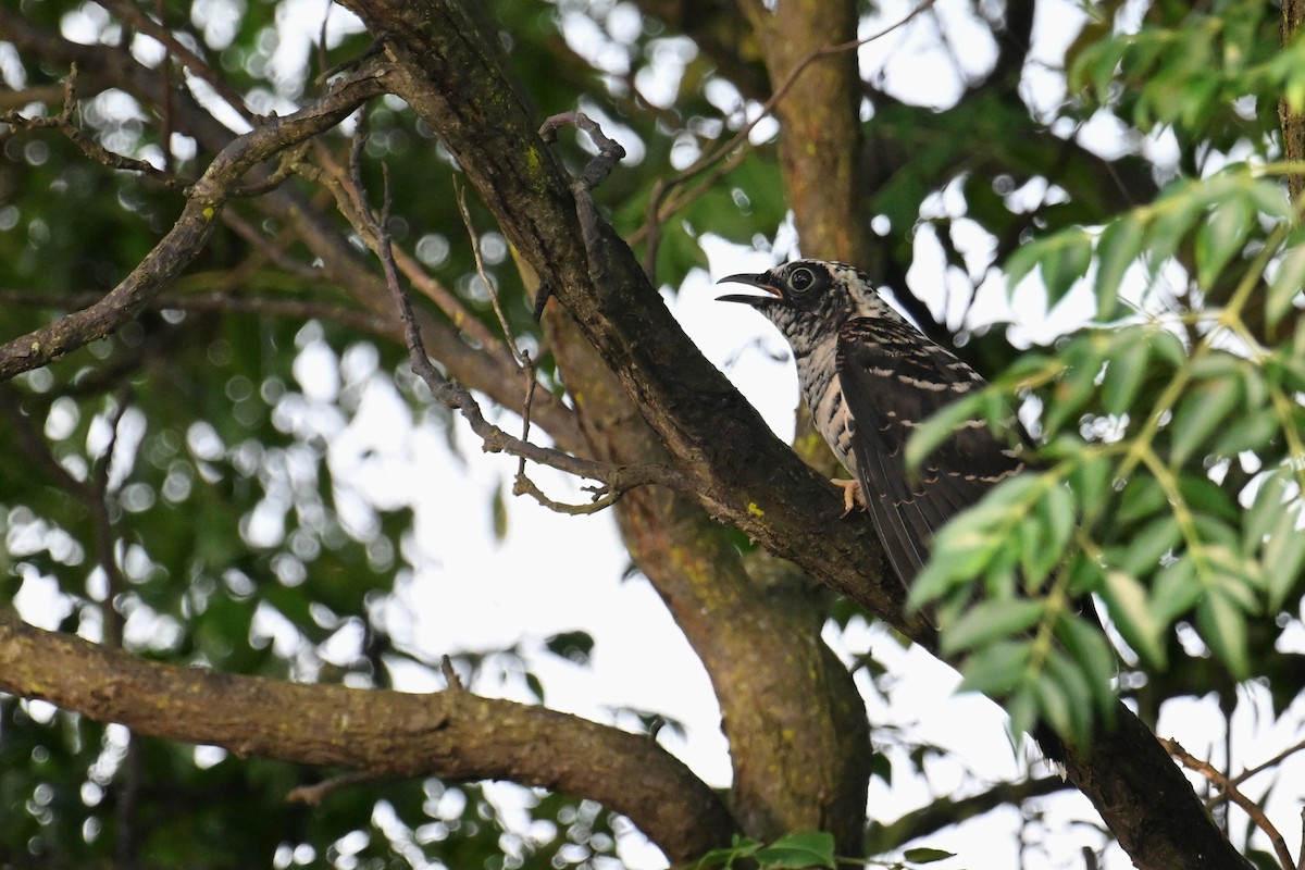 Indian Cuckoo - ML595732241